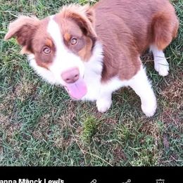 Miniature Australian Shepherds from 3L Miniature Australian shepherds