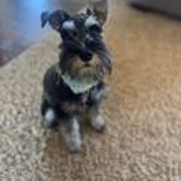 Miniature Schnauzer Puppies from Pups With Potential