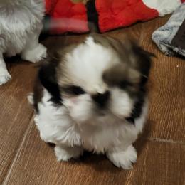 Shih Tzus from Fascination's Shih Tzu's
