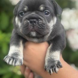 French Bulldog Puppies from Kismet French Bulldogs