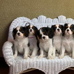 Cavalier King Charles Spaniel Puppies from Holston Mountain Cavaliers