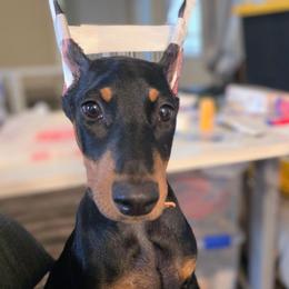 Katie Ledecky - Black and rust female Doberman Pinscher puppy in Houston, Texas from Tycho's Dobermans