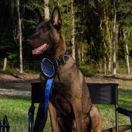 Diablo - Belgian Malinois