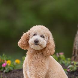 Buttercup - Goldendoodle