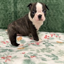 Brindle male - Black and white male Boston Terrier puppy in Madera Acres, California from Muggin Bostons Terriers and Mini Dachshund