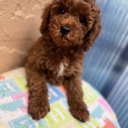 Poodle Puppies from Sakura Poodles