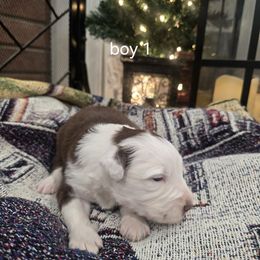 Hercules (boy 1) - Red tri-color male Australian Shepherd puppy in Puryear, Tennessee from Double G Ranch