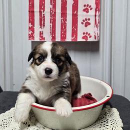 1 GIRL - Red female Pembroke Welsh Corgi puppy in Harrisburg, Illinois from Parish Corgis