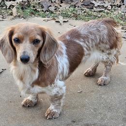 Lyla - Dachshund