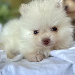 Butters - Cream female Pomeranian puppy in Santa Clarita, California from Hollywood Mini Pets