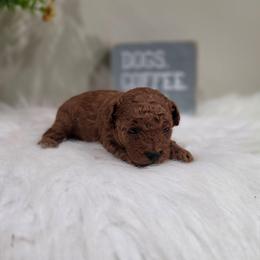 Apple (AKC) - Red  female Poodle puppy in Rainbow City, Alabama from Spinks Poodles