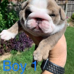 English Bulldog Puppies from Brady’s Bulldogs