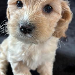 Daisy - Golden female Cockapoo puppy in Adrian, Oregon from ApplebyFarm