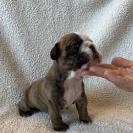 Colby - Brindle male Bulldog puppy in Murfreesboro, Tennessee from Teddy Bear Classic Canines