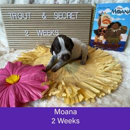 Moana - Liver roan female German Shorthaired Pointer puppy in Marshfield, Missouri from Pebblebrook German Shorthaired Pointers
