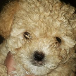 Shihpoos and Yorkshire Terriers from Triceadorablepups