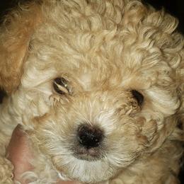 Shihpoos and Yorkshire Terriers from Triceadorablepups