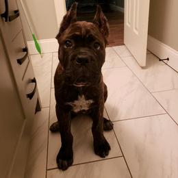 Cane Corso Puppies from Relic Cane Corso