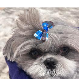 Shih Tzu Puppies from Grandma Ts Precious Puppies