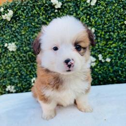 Olympia - White and red female Pembroke Welsh Corgi puppy in Denver, Colorado from Monarch Corgis