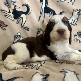 Hank - Liver white and tan male English Springer Spaniel puppy in Las Vegas, Nevada from Legacy