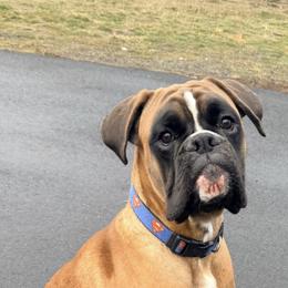 Lando - Boxer