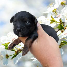 Wednesday - Black and tan male Yorkipoo puppy in Coshocton, Ohio from Forever Family Puppies