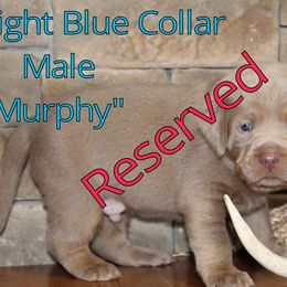 Labrador Retriever Puppies from Silver Dollar Labs