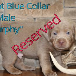 Labrador Retriever Puppies from Silver Dollar Labs