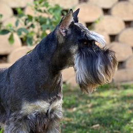 Rocky - Miniature Schnauzer