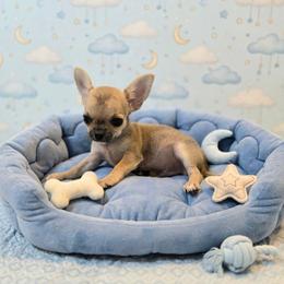 Finley - Fawn male Chihuahua puppy in Cape Coral, Florida from Inspired Chihuahuas