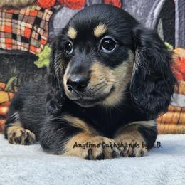 Ella (2500) - Black and cream female Dachshund puppy in Ovett, Mississippi from Anytime Dachshunds by D.B.