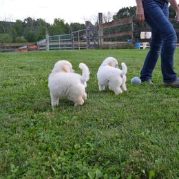 Poodle Puppies from D and D Standard Poodles