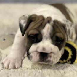 Bulldog Puppies from Sweet Rolls