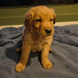 Moose (silver collar) - Golden male Golden Retriever puppy in Tenino, Washington from Oak River Goldens'