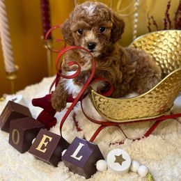 Poodle puppies from Rawls Lovely Little Tots