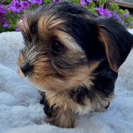 Yorkshire Terriers from YorkieVillaPaws