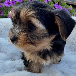 Yorkshire Terriers from YorkieVillaPaws
