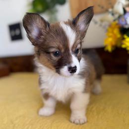 Miss Scarlet - Red female Pembroke Welsh Corgi puppy in Bakersfield, California from Kern River Corgis