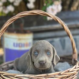 Booker - Silver male Dilute Retriever puppy in Puyallup, Washington from 12 Door Farm Labradors