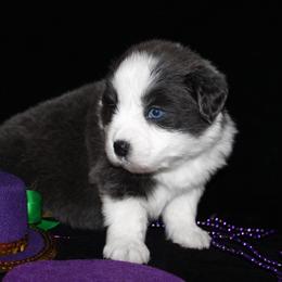 Bailey - Dilute blue female Australian Shepherd puppy in Colorado Springs, Colorado from Rocky Mountain Aussies