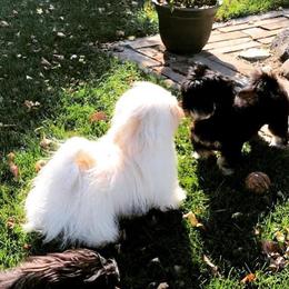 Havana Silk Dog and Poodle All Grown Up from Havana Silk Romance