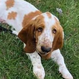 Basset Hounds from Walker Bassets