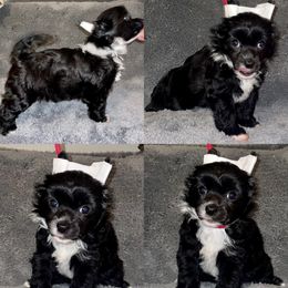 Biewer Terrier, Chinese Crested, and Yorkshire Terrier Puppies from FronkLinn Kennel