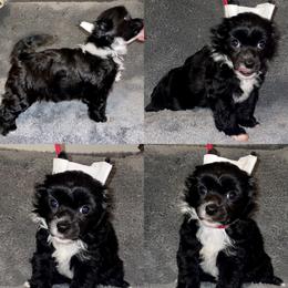 Biewer Terrier, Chinese Crested, and Yorkshire Terrier Puppies from FronkLinn Kennel