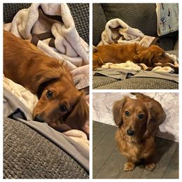 Dachshunds, German Shepherds, and Poodles from K2D2 Farm