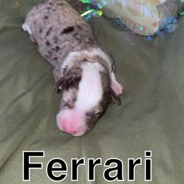 Ferrari - Red merle female Toy Australian Shepherd puppy in Medical Lake, Washington from MAS Gone Rogue