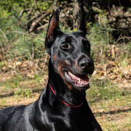 Doberman Pinschers from Kleinsmith Dobermans