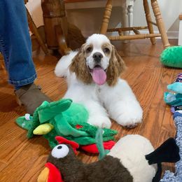 Red - Red & White Boy - Red and white Cocker Spaniel puppy in Delphi, Indiana from Benchmark Cockers