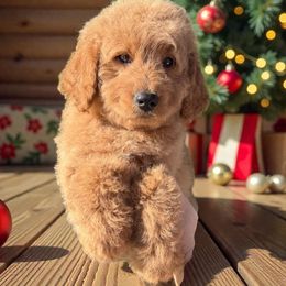 Tinker - Red  male Goldendoodle puppy in Tucson, Arizona from Adored Poodle & Doodles
